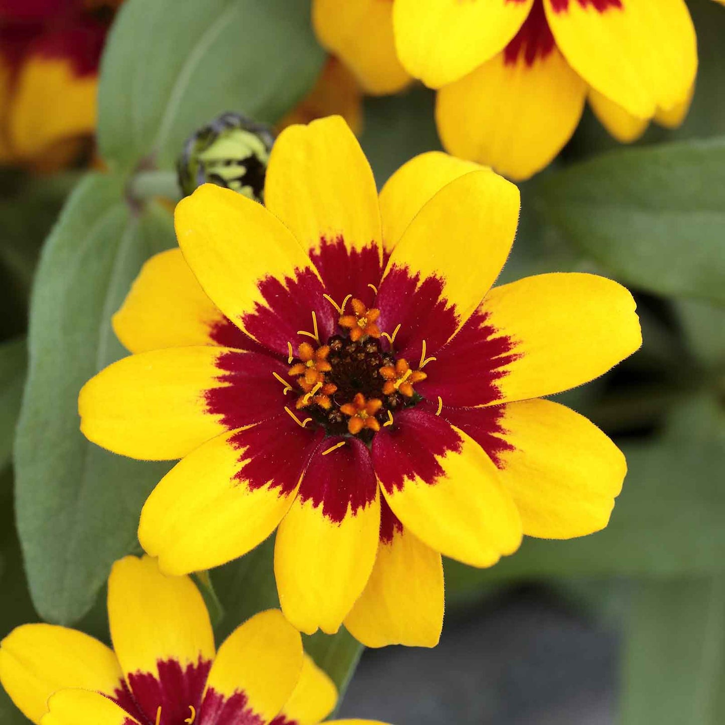 Zinnia profusion red yellow bicolor flowers in a bright garden field setting