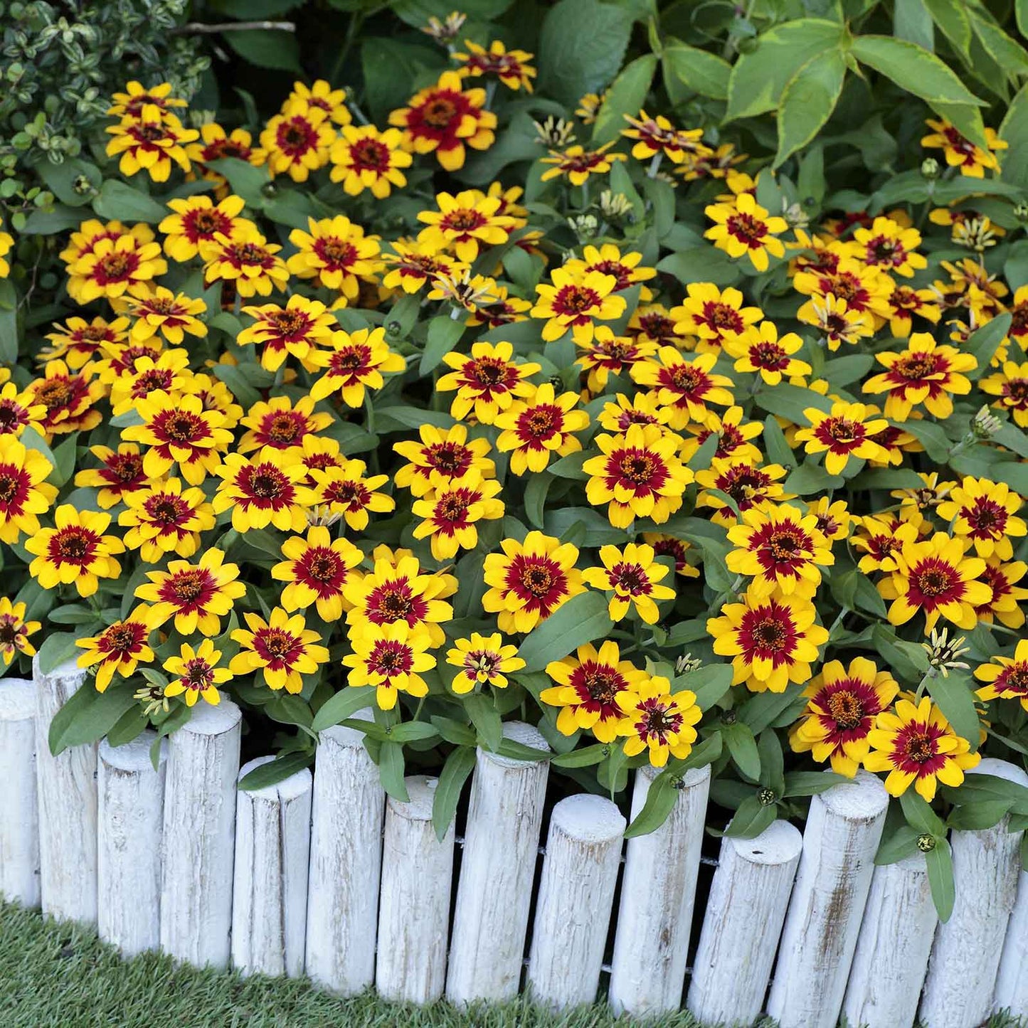 Yellow and red zinnia profusion red yellow bicolor flowers on a garden backdrop