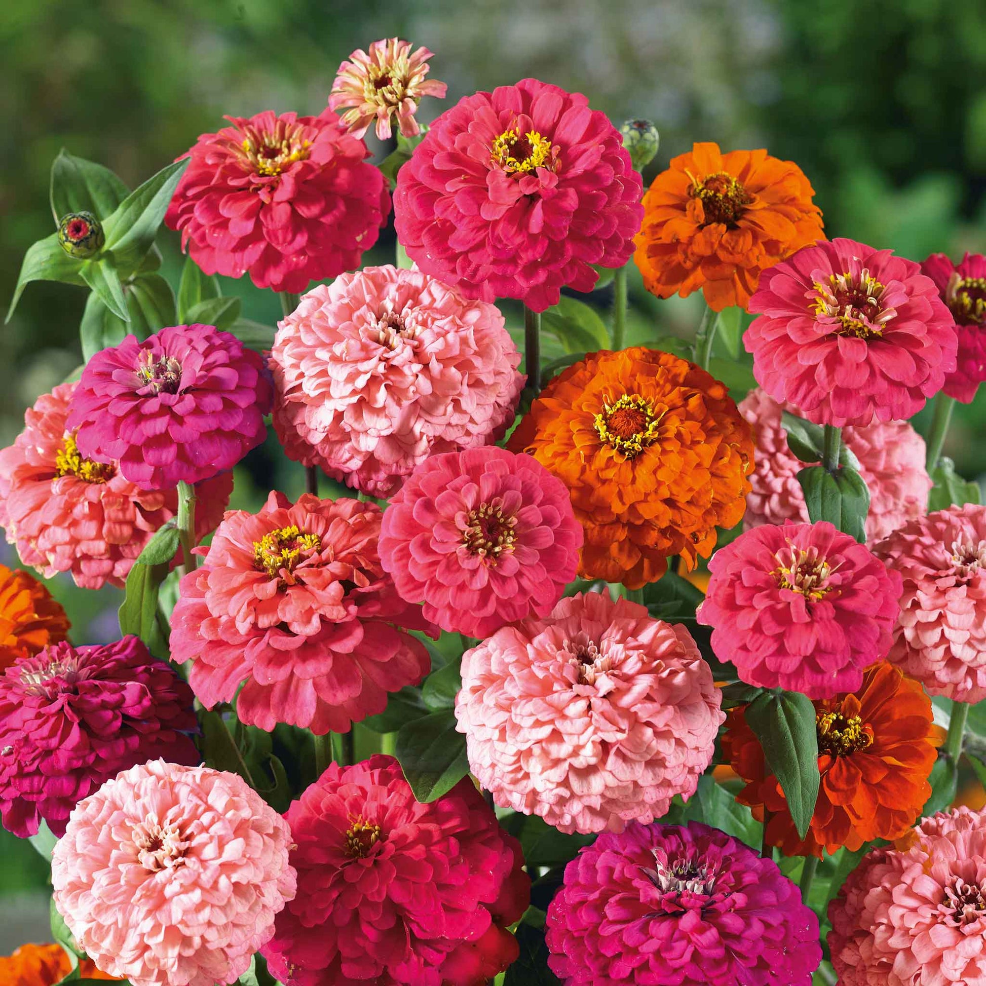 Close-up of bright multi-colored zinnia pulcino mix flowers on a natural backdrop