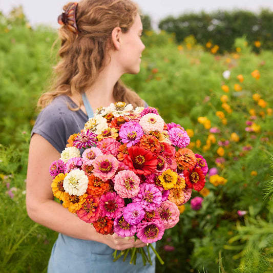 Zinnia Pumila / Cut & Come Again Mix, showing visible color and form in its natural setting.