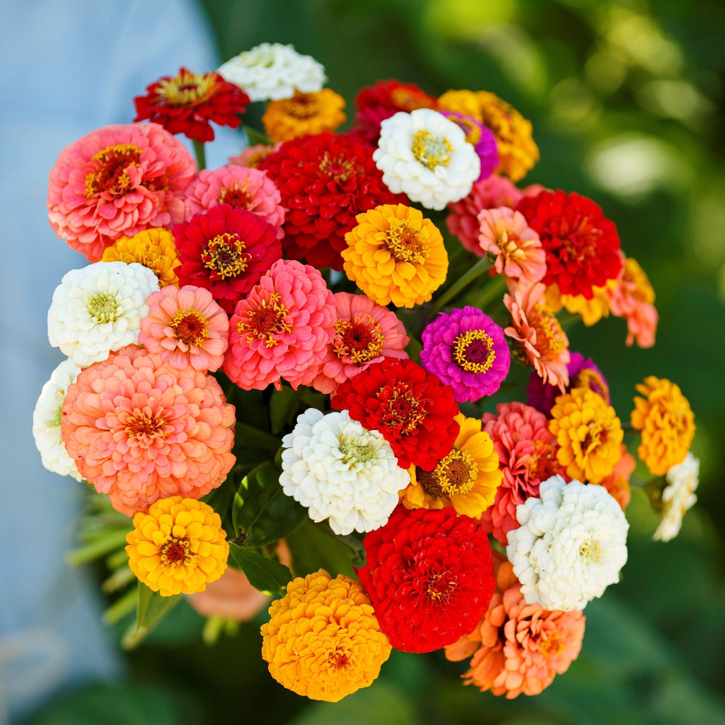 A colorful assortment of Pumila Mix Zinnia flowers in bloom, featuring various shades including red, yellow, pink, and white.