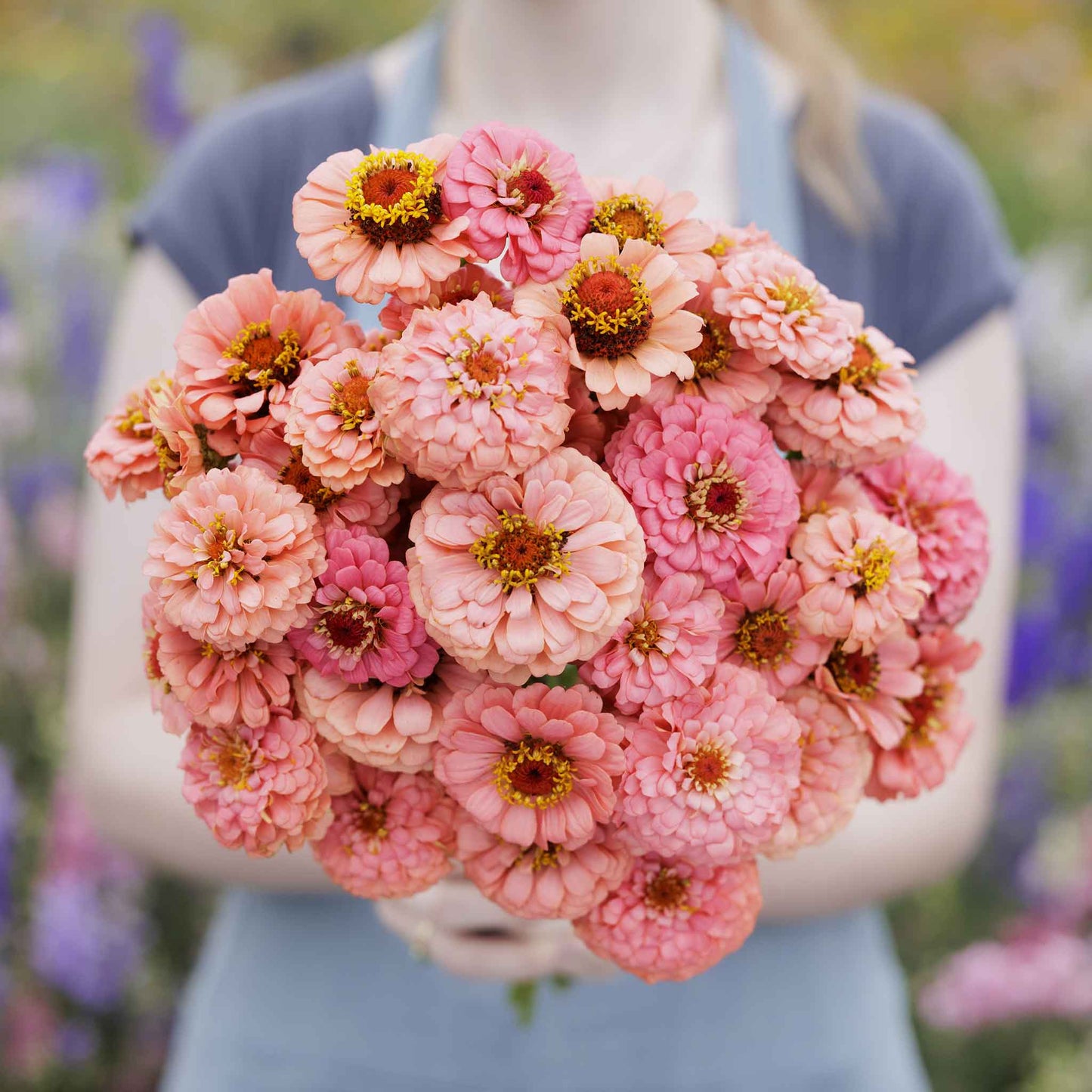 Salmon-colored zinnia pumila salmon flowers in close-up on a natural garden backdrop