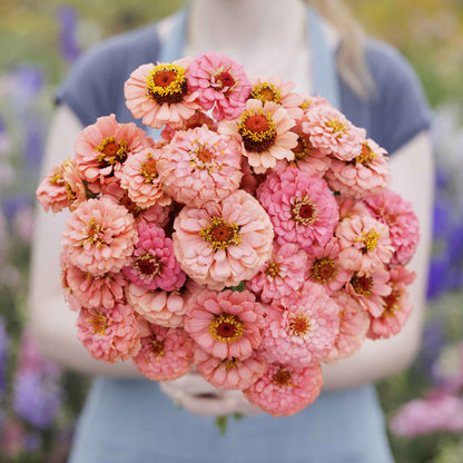 Salmon-colored zinnia pumila salmon flowers in close-up on a natural garden backdrop