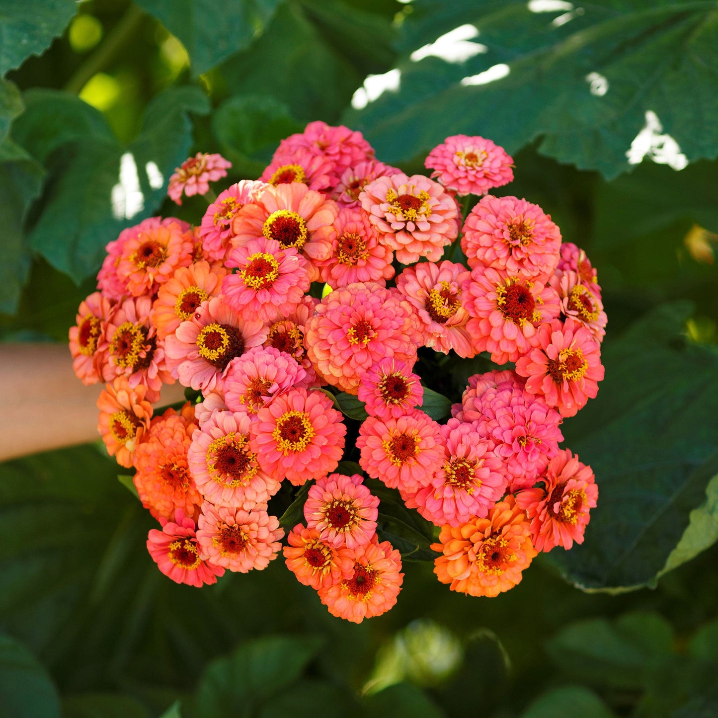 Salmon-colored zinnia pumila salmon flowers in a natural garden setting