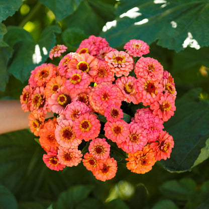 Salmon-colored zinnia pumila salmon flowers in a natural garden setting