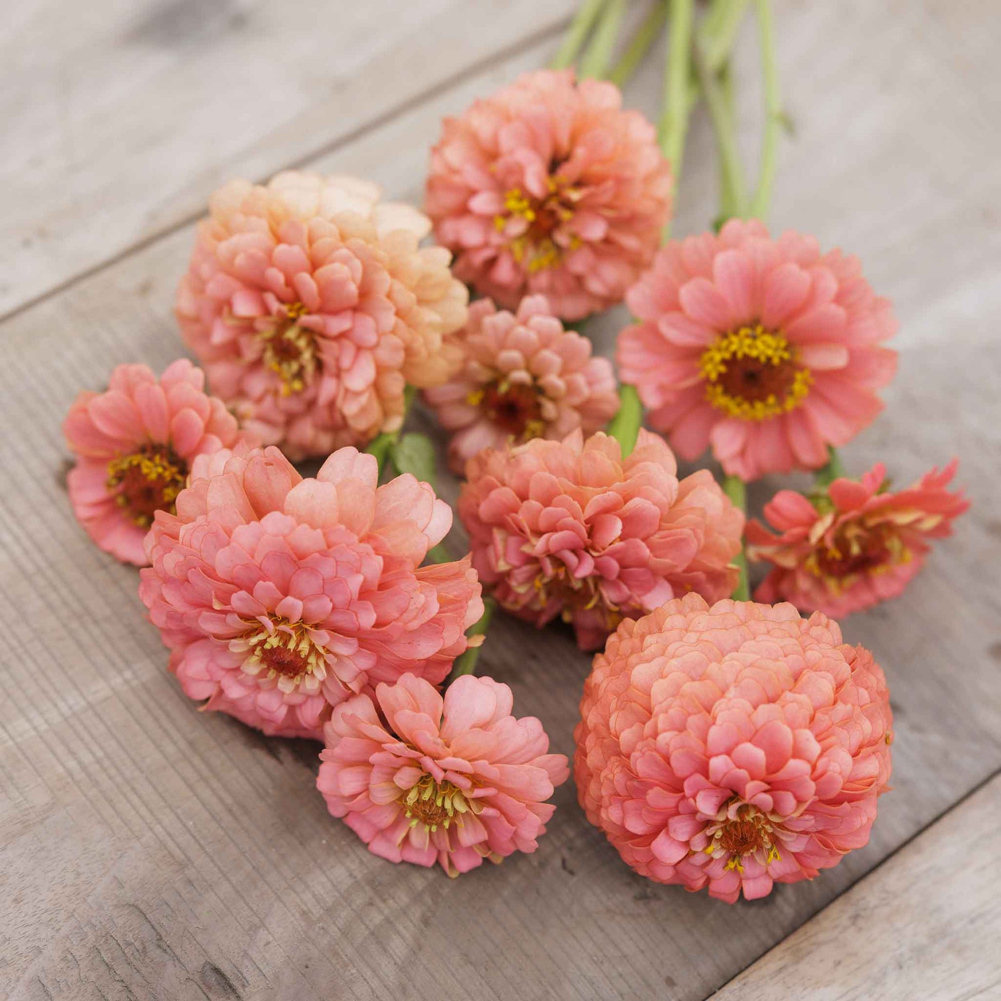 Soft salmon-colored zinnia pumila salmon flowers on a natural green garden background