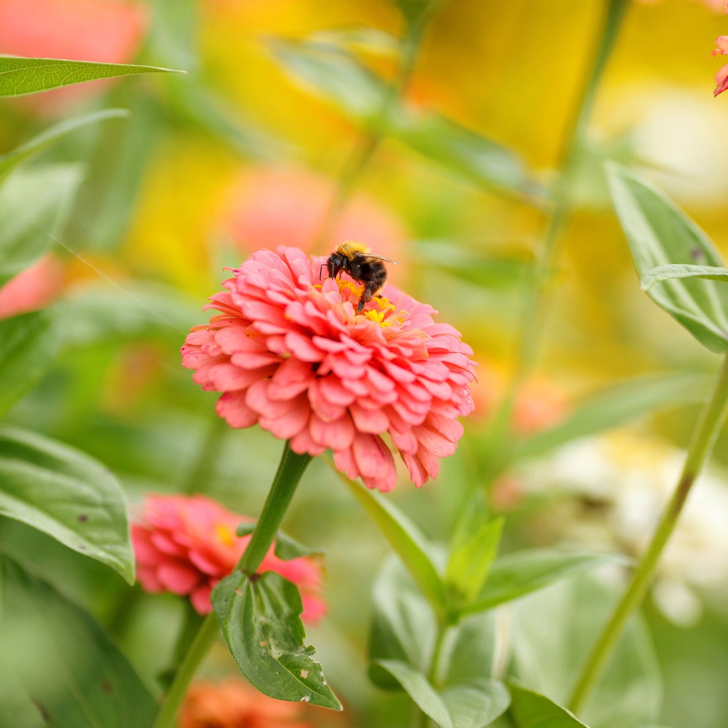 Fully bloomed salmon-pink zinnia pumila salmon flowers on a garden green backdrop