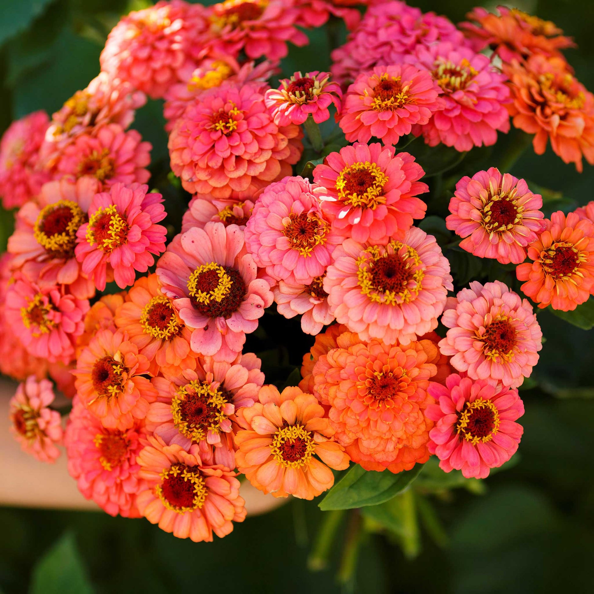 Close-up of zinnia pumila salmon flowers in soft salmon pink on a garden background