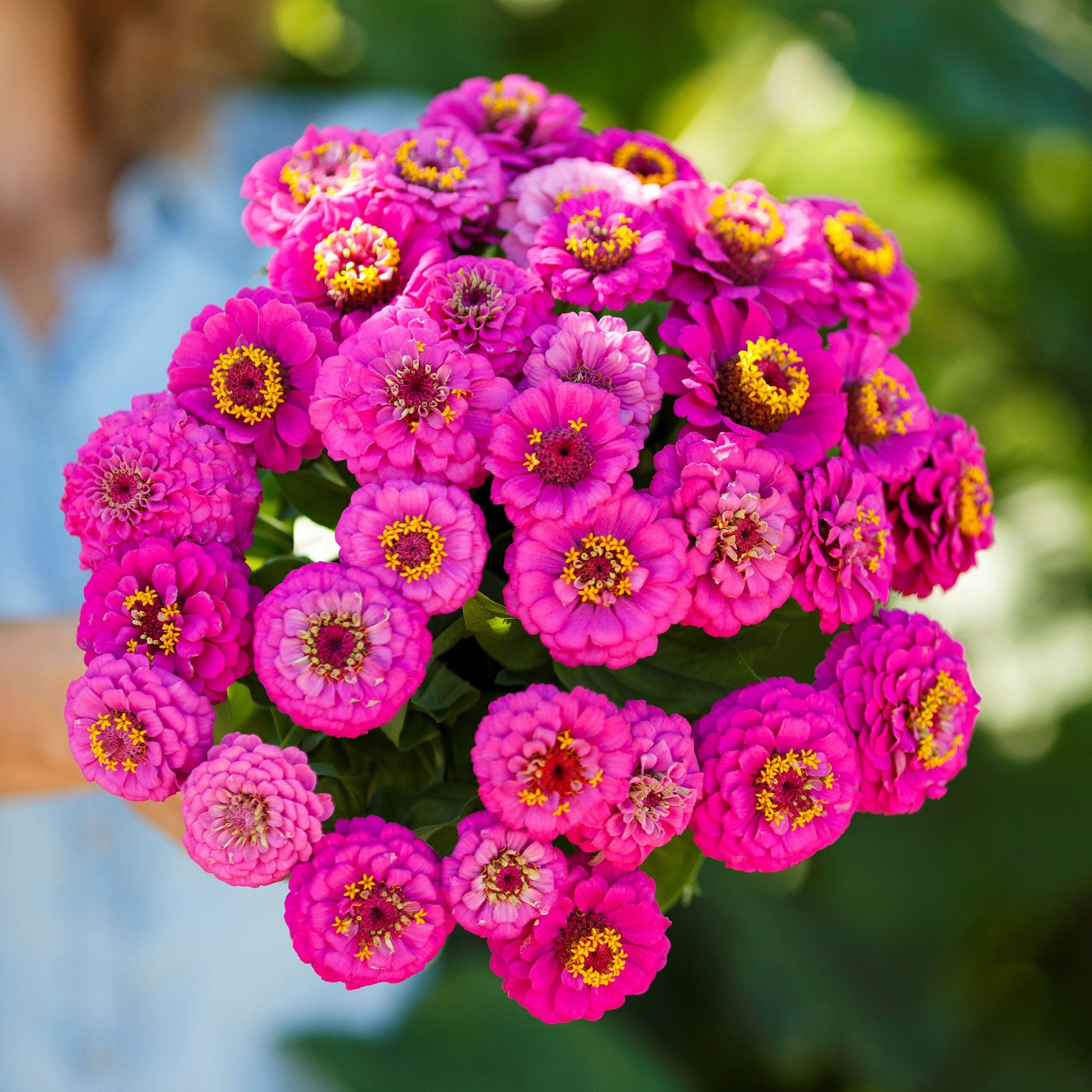Close-up of vibrant purple zinnia pumila violet flowers on a natural garden backdrop