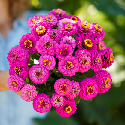 Close-up of vibrant purple zinnia pumila violet flowers on a natural garden backdrop