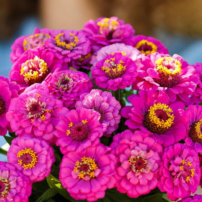 Vibrant violet zinnia pumila violet flower with dense petals on a garden background