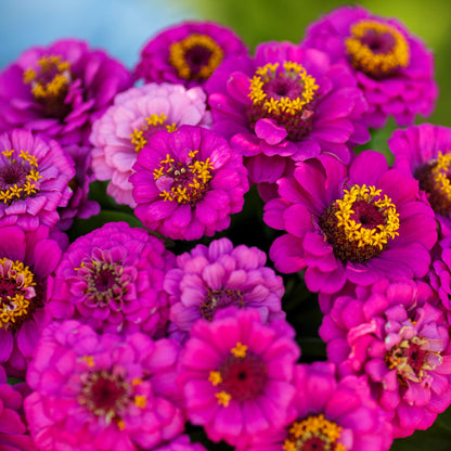 Vibrant pink-purple zinnia pumila violet flower in close-up on a garden backdrop