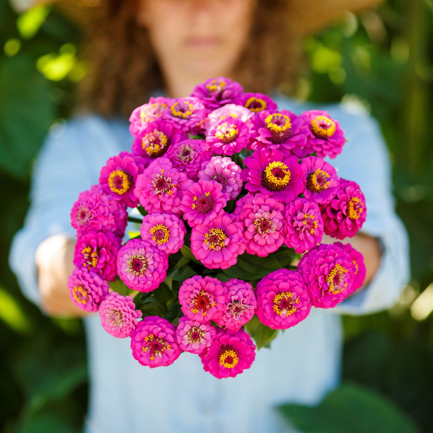 Purple zinnia pumila violet flowers blooming in a bright natural garden backdrop