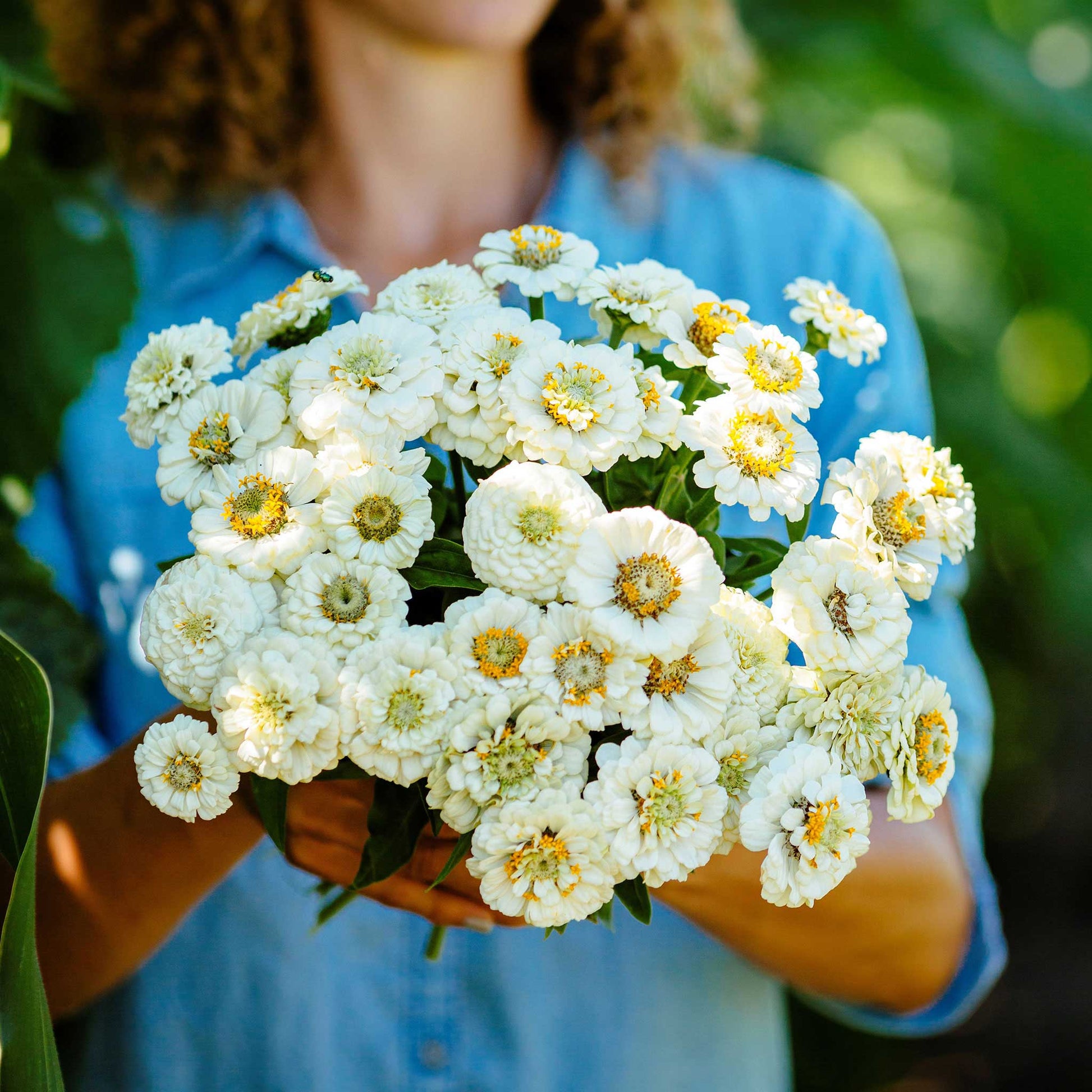 White fluffy zinnia pumila white flowers in a bright natural garden setting