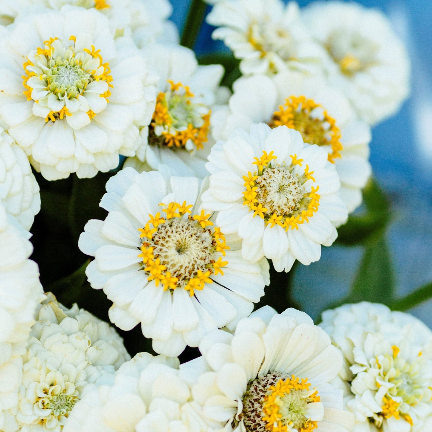 Close-up of white zinnia pumila white flowers on a bright natural garden background