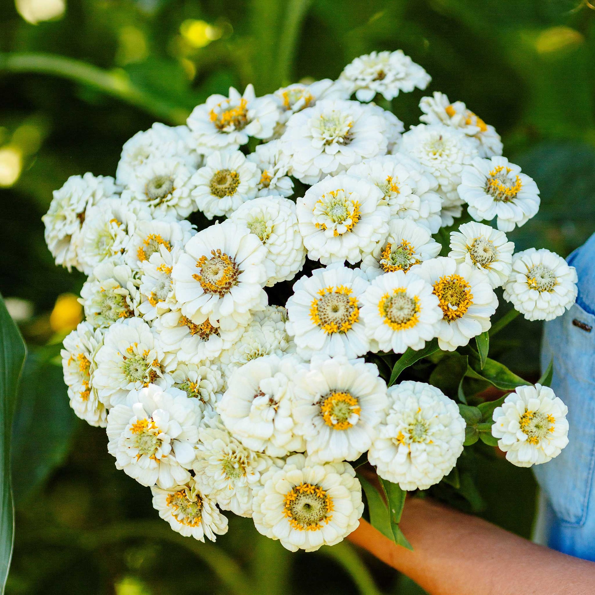 Bright white zinnia pumila white flowers in close-up on a natural green backdrop