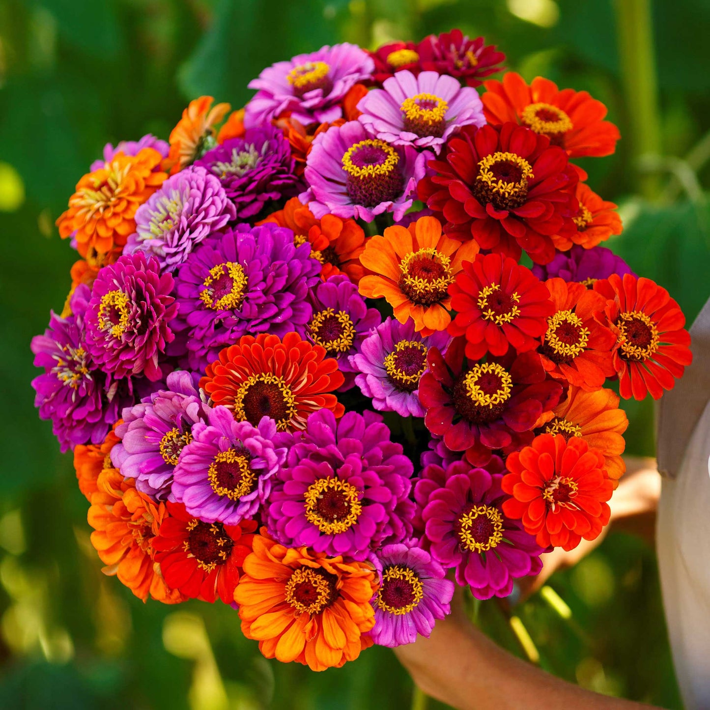 Vibrant fully bloomed zinnia purple dream mix flowers on a natural outdoor backdrop