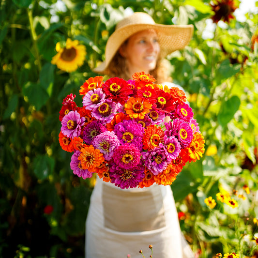 Deep purple zinnia purple dream mix blooms on a bright natural garden background