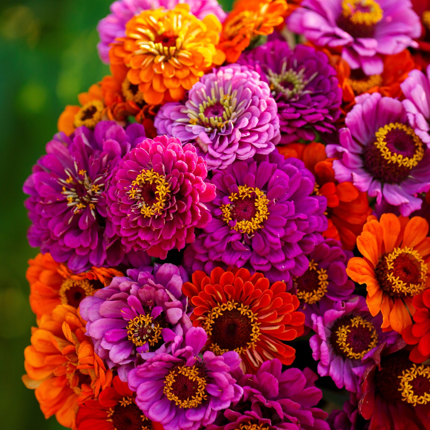 Cluster of vibrant purple zinnia purple dream mix on a natural garden green backdrop