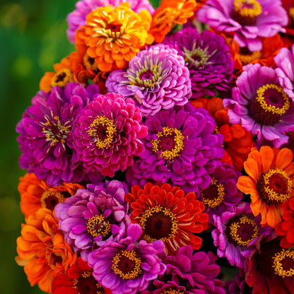 Cluster of vibrant purple zinnia purple dream mix on a natural garden green backdrop