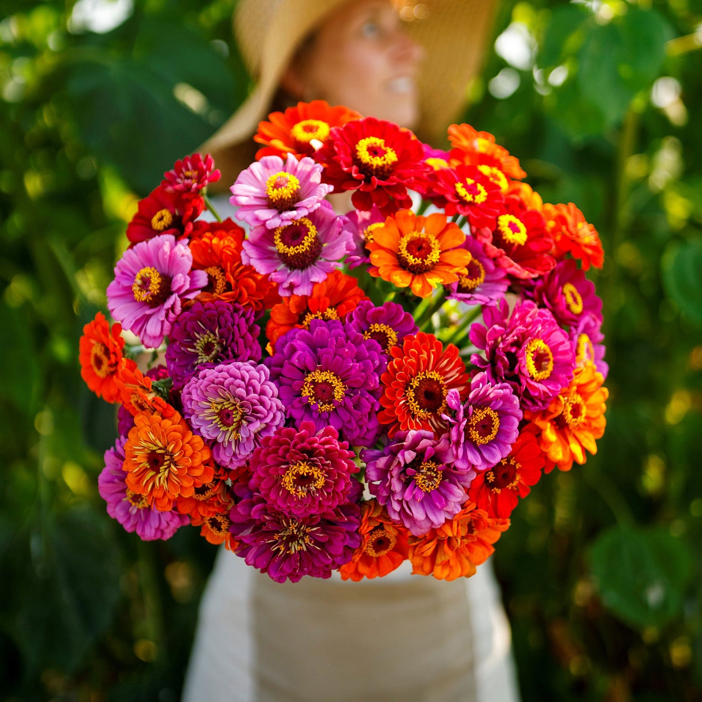 Vibrant cluster of zinnia purple dream mix in purple and pink on a garden backdrop