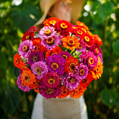 Vibrant cluster of zinnia purple dream mix in purple and pink on a garden backdrop