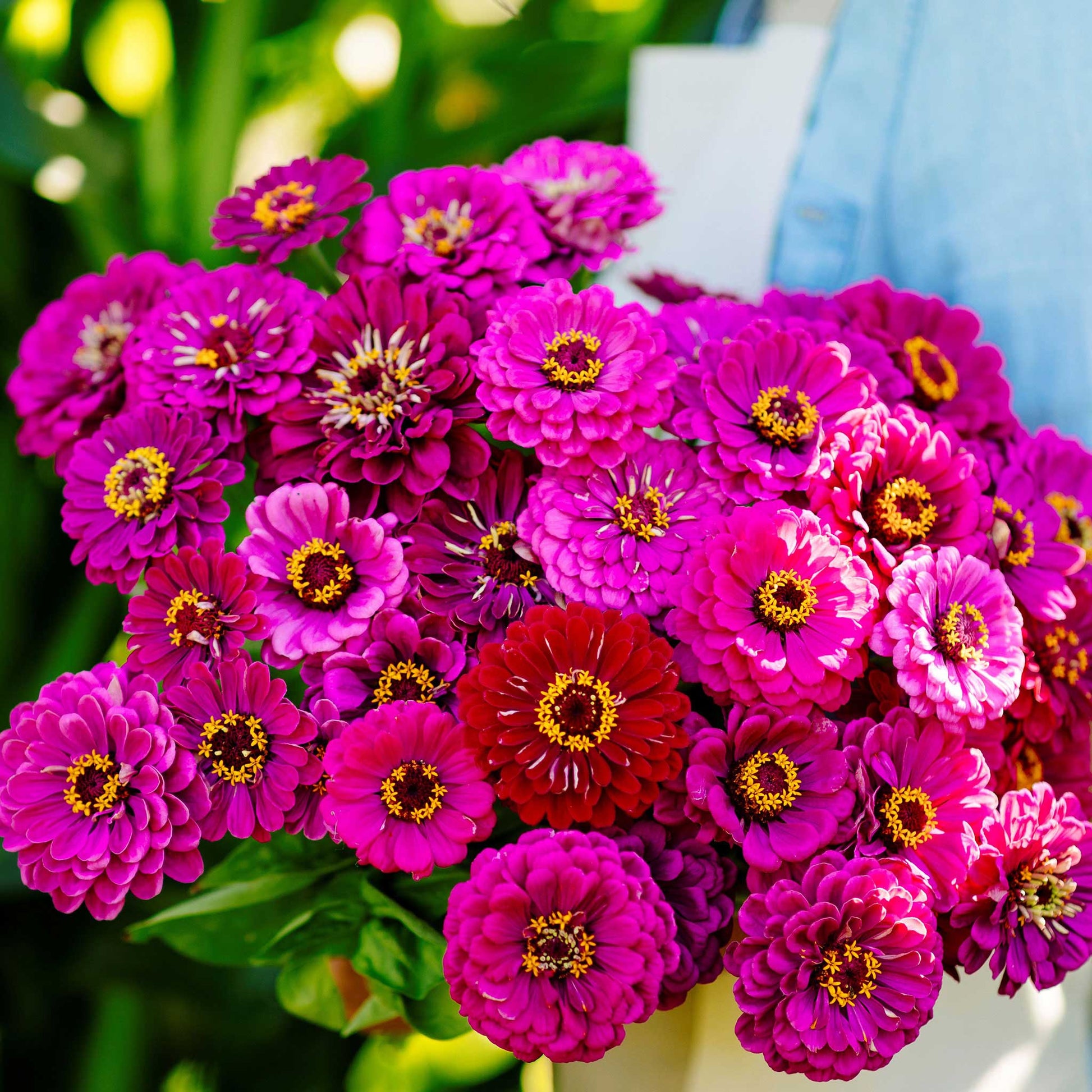 A cluster of vibrant purple prince Zinnia flowers with yellow centers, blooming outdoors.