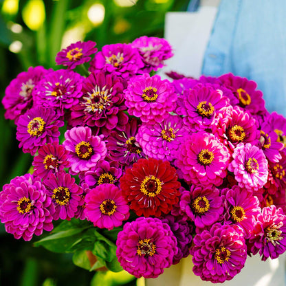 A cluster of vibrant purple prince Zinnia flowers with yellow centers, blooming outdoors.