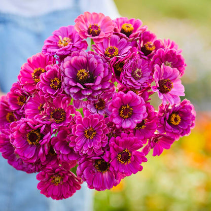 A cluster of vibrant purple prince Zinnia flowers with yellow centers, blooming outdoors.