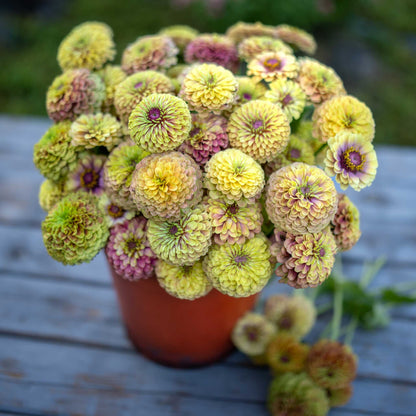 Close-up of zinnia queen lime blush flower in soft green-pink tones on a garden backdrop