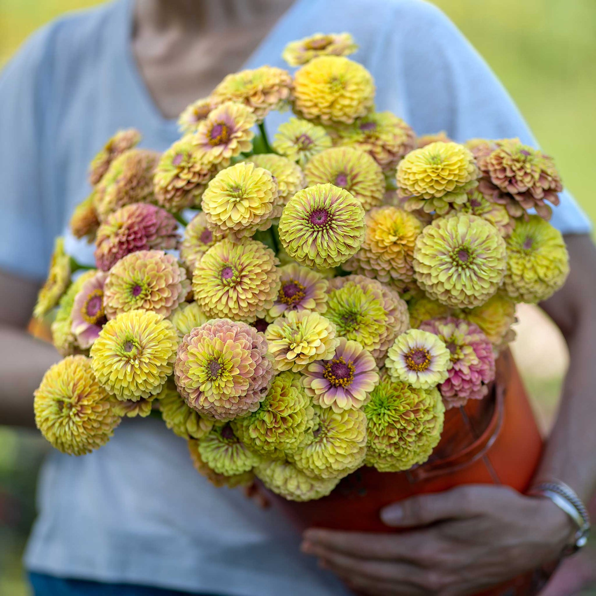 Zinnia queen lime blush flowers in pale green and pink on a natural garden backdrop