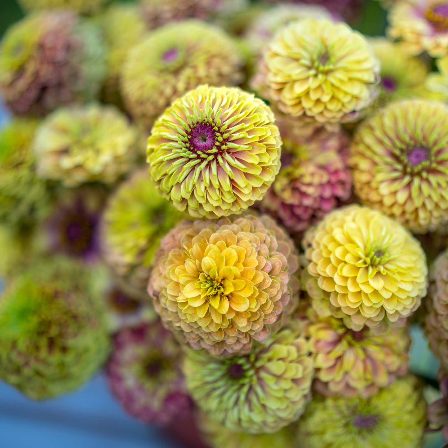 Soft pink-green zinnia queen lime blush blooms on a natural outdoor garden backdrop