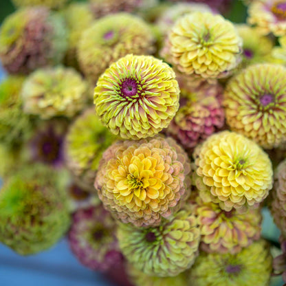 Soft pink-green zinnia queen lime blush blooms on a natural outdoor garden backdrop