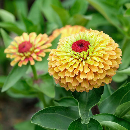 Zinnia queen lime orange seed packet on a clean white background