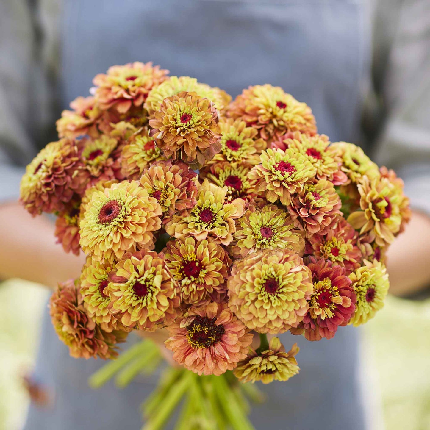 Pink and orange zinnia queen lime orange flowers on a natural garden backdrop