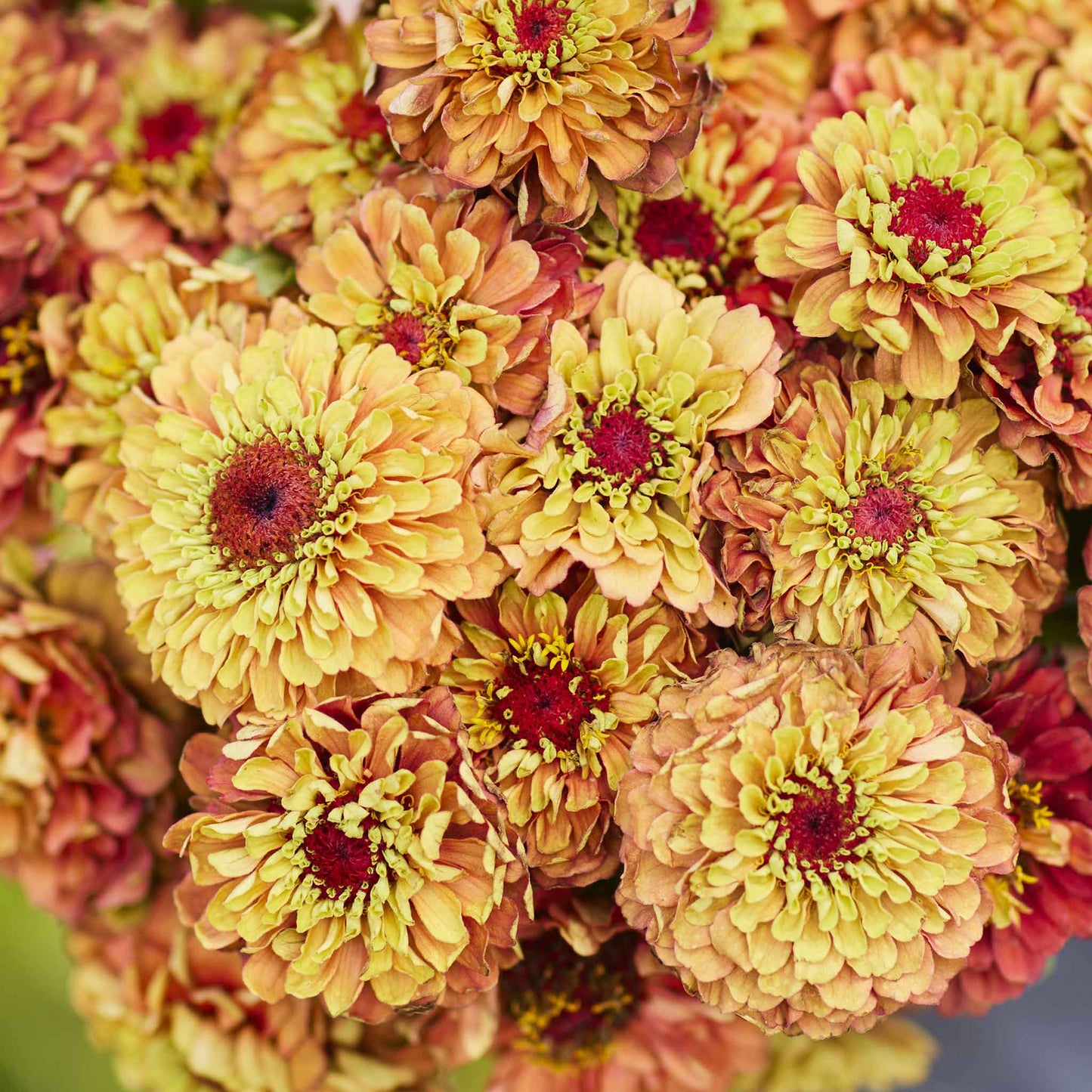 Zinnia queen lime orange blooms in orange and green on a natural garden backdrop