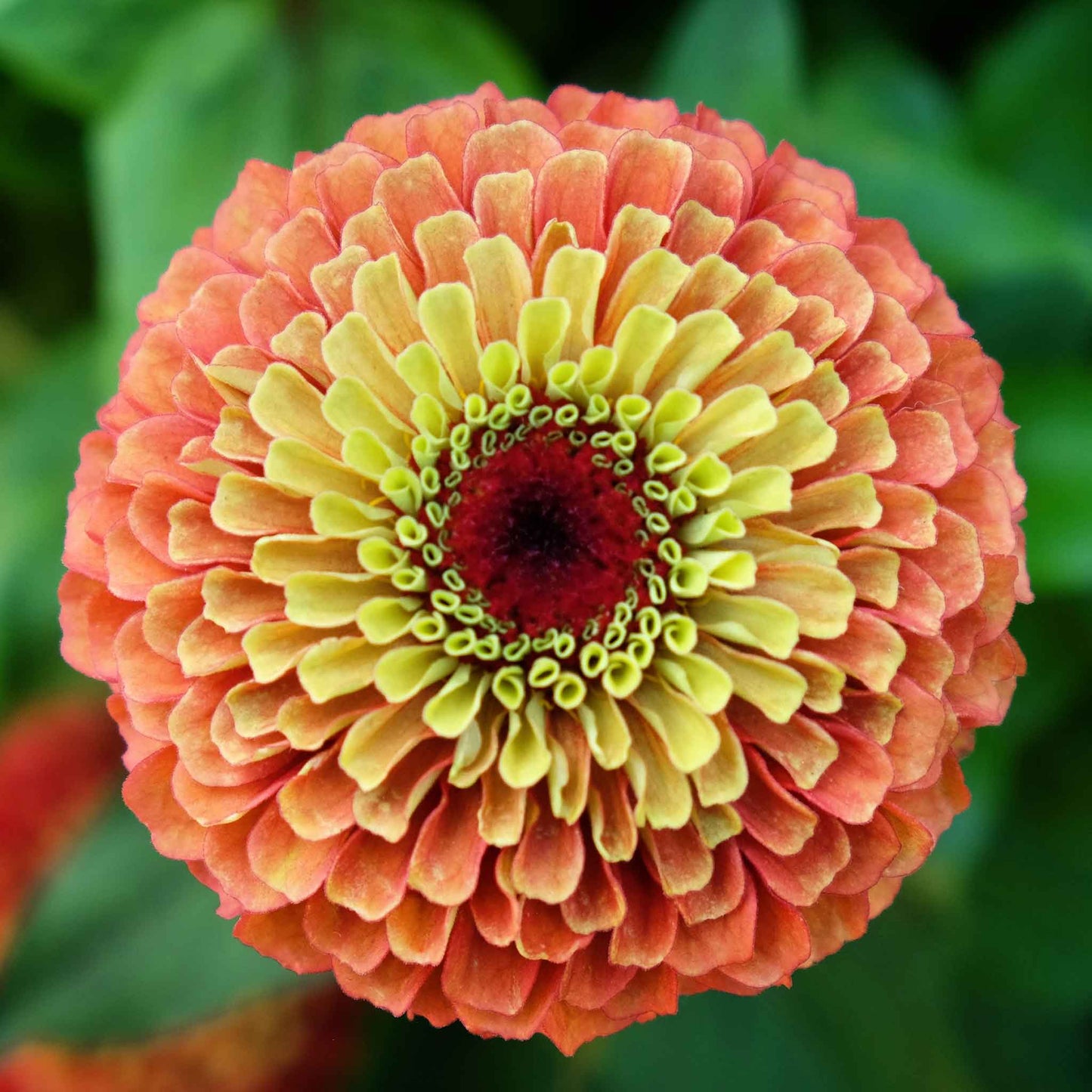 Close-up of zinnia queen lime orange flowers in warm tones on a garden backdrop