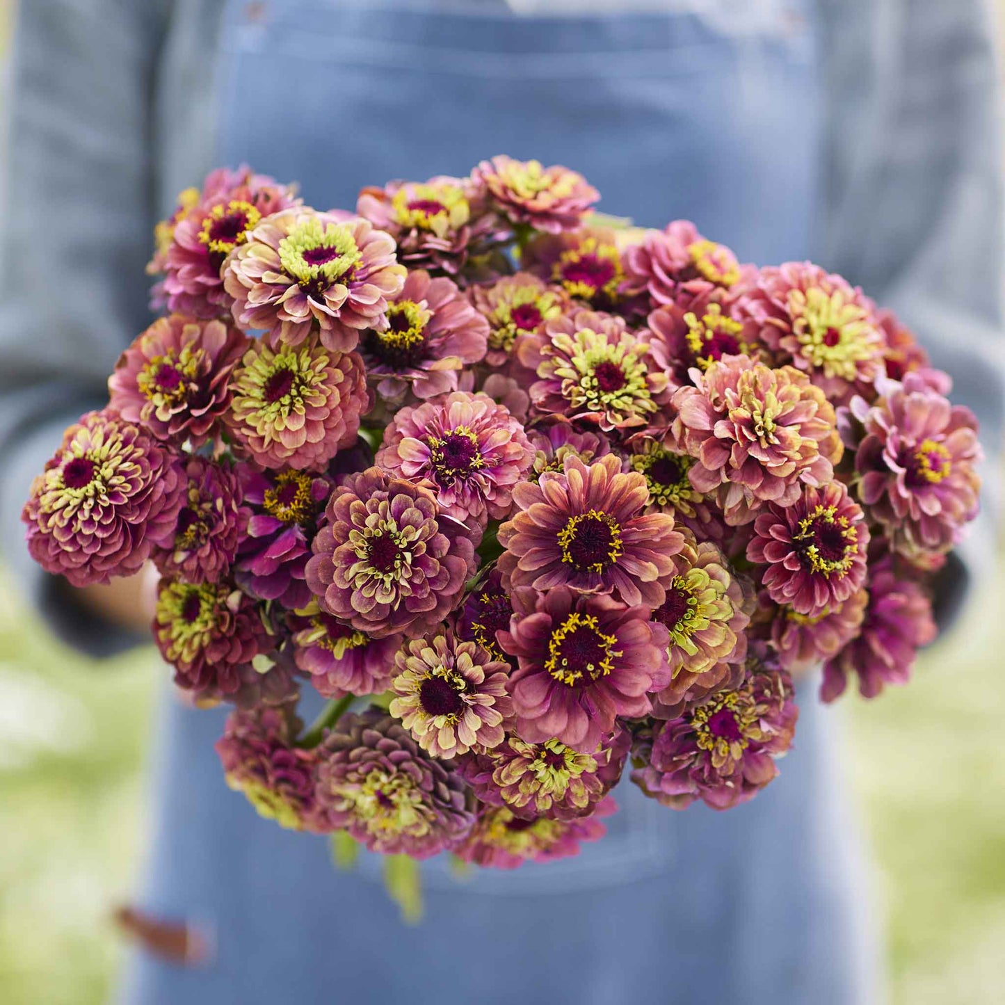 Close-up of zinnia queen lime red flowers in purple-red on a natural garden backdrop