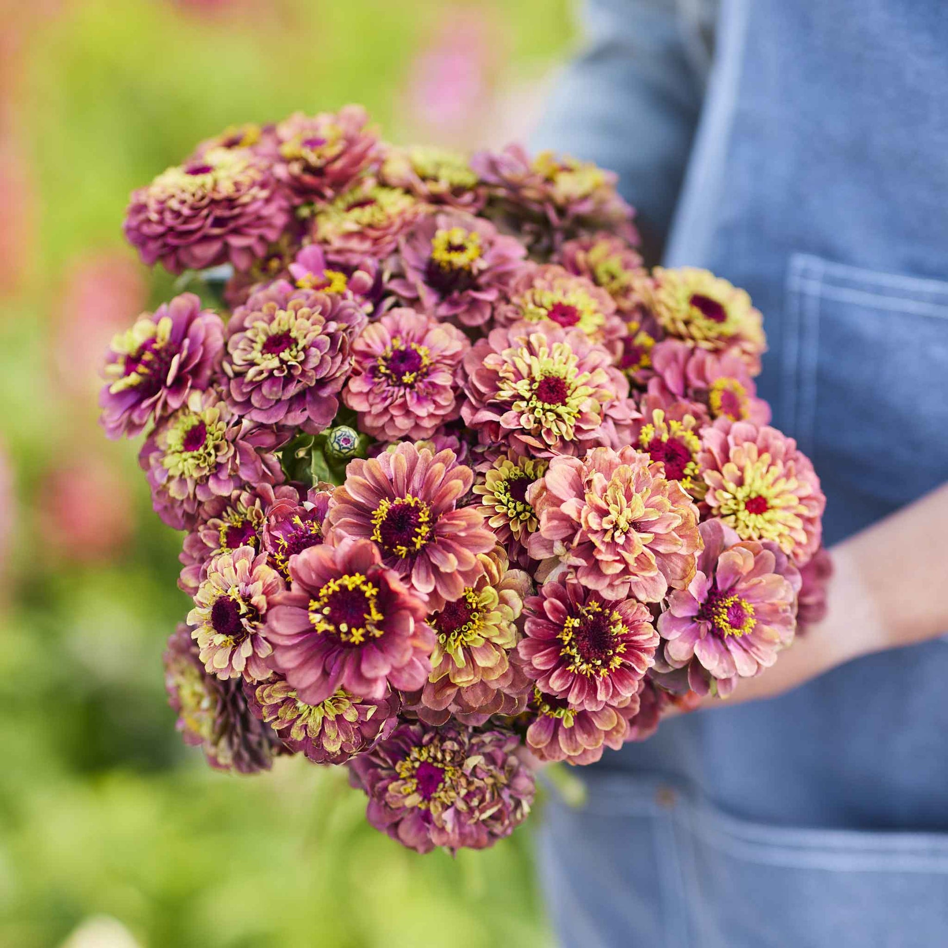 Zinnia queen lime red blooms in deep red-purple on a natural green garden backdrop