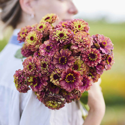 Cluster of zinnia queen lime red flowers in deep purple-red on a garden backdrop