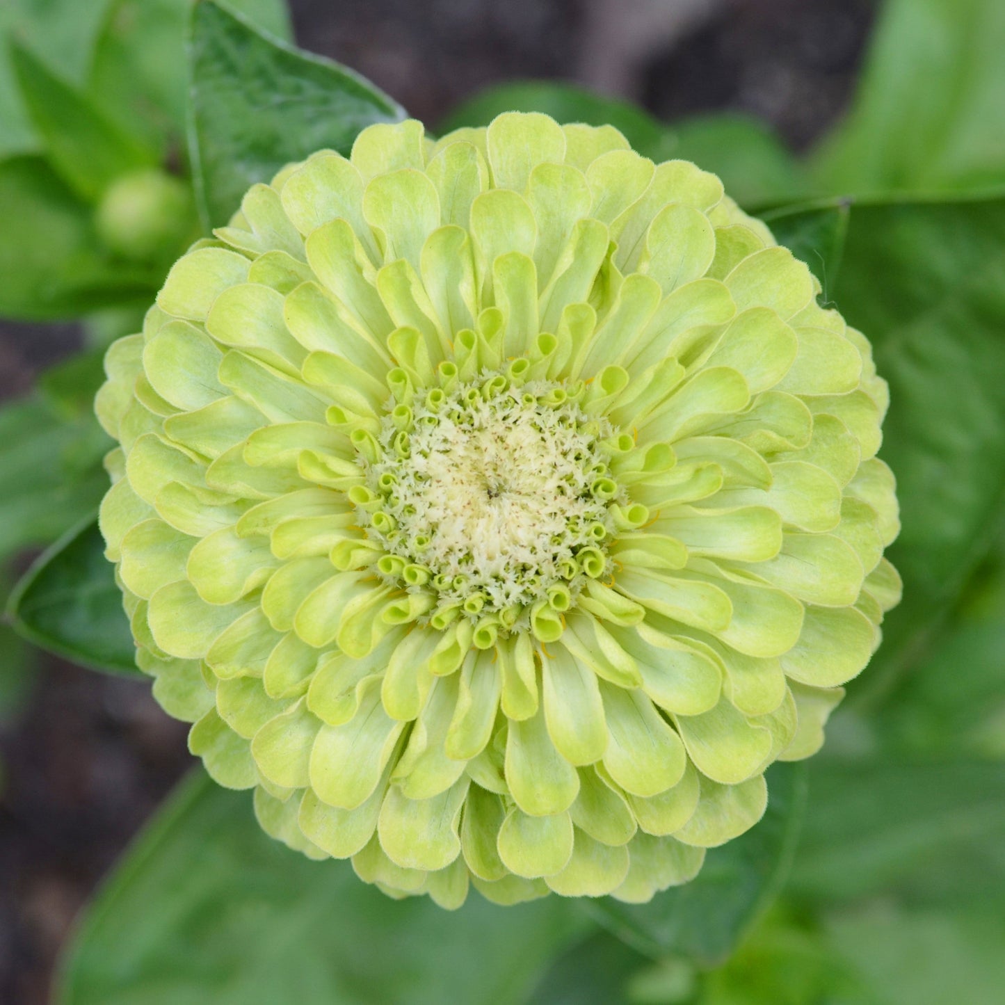 Cluster of zinnia queen lime flowers in chartreuse on a natural garden backdrop