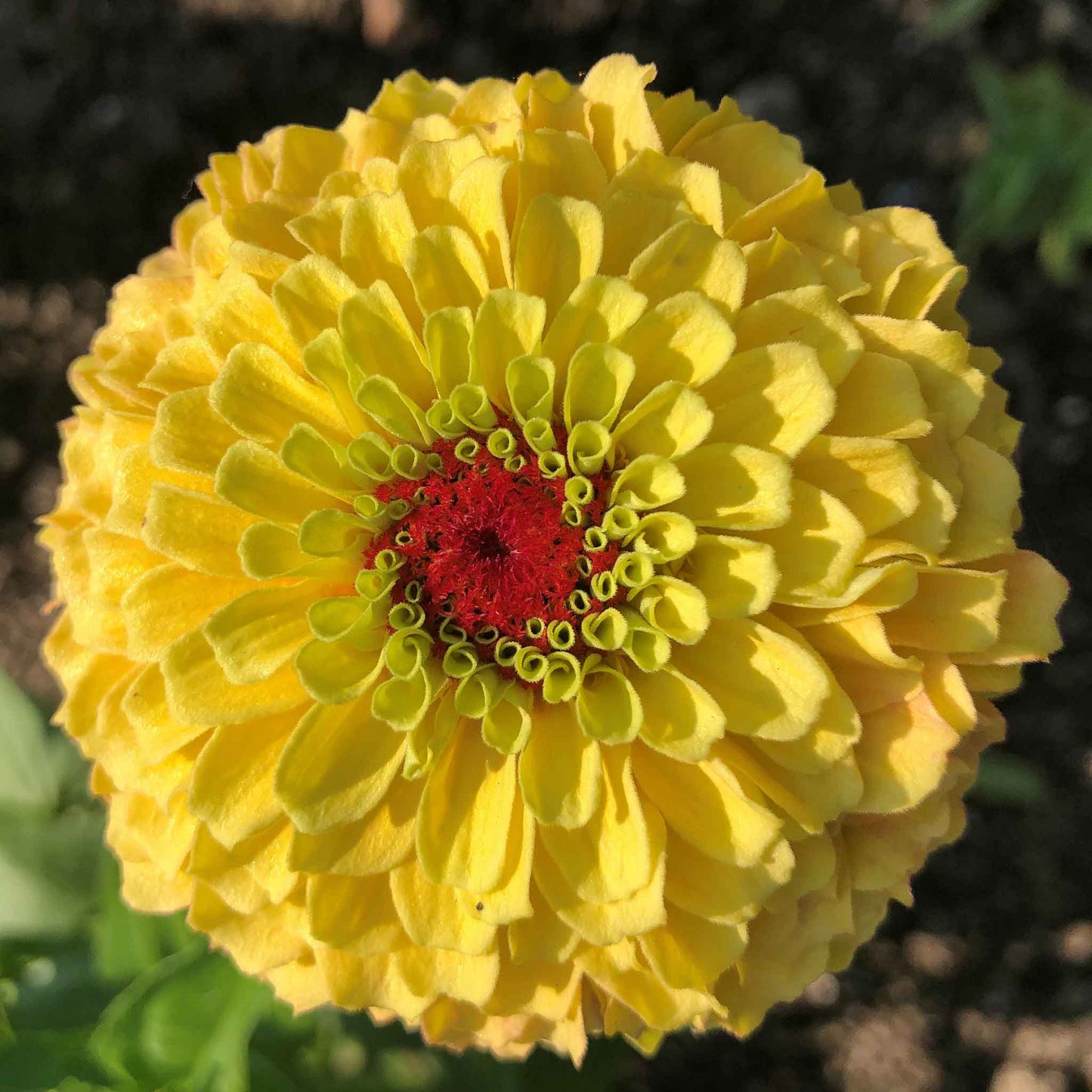 Vibrant queeny lemon peach zinnia flower with a pink center and lush green leaves.