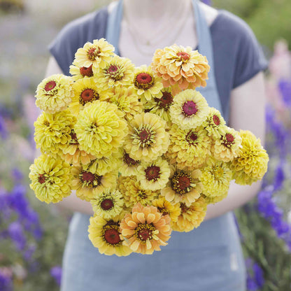 Close-up of zinnia queeny lemon peach flowers in soft peach on a garden backdrop
