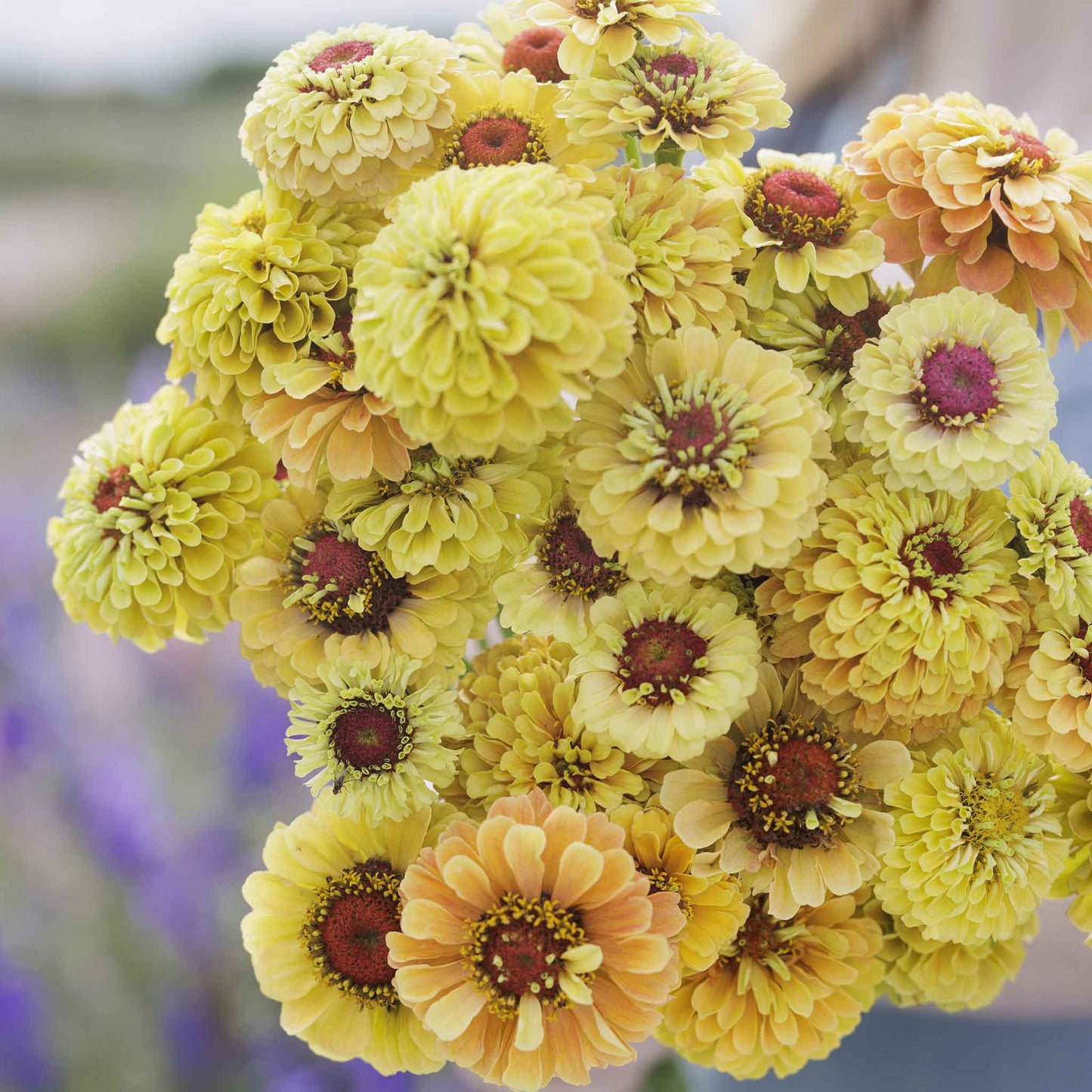 Cluster of pink yellow and orange zinnia queeny lemon peach on a garden backdrop