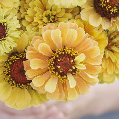 Soft peach and yellow zinnia queeny lemon peach blooms on a natural garden backdrop
