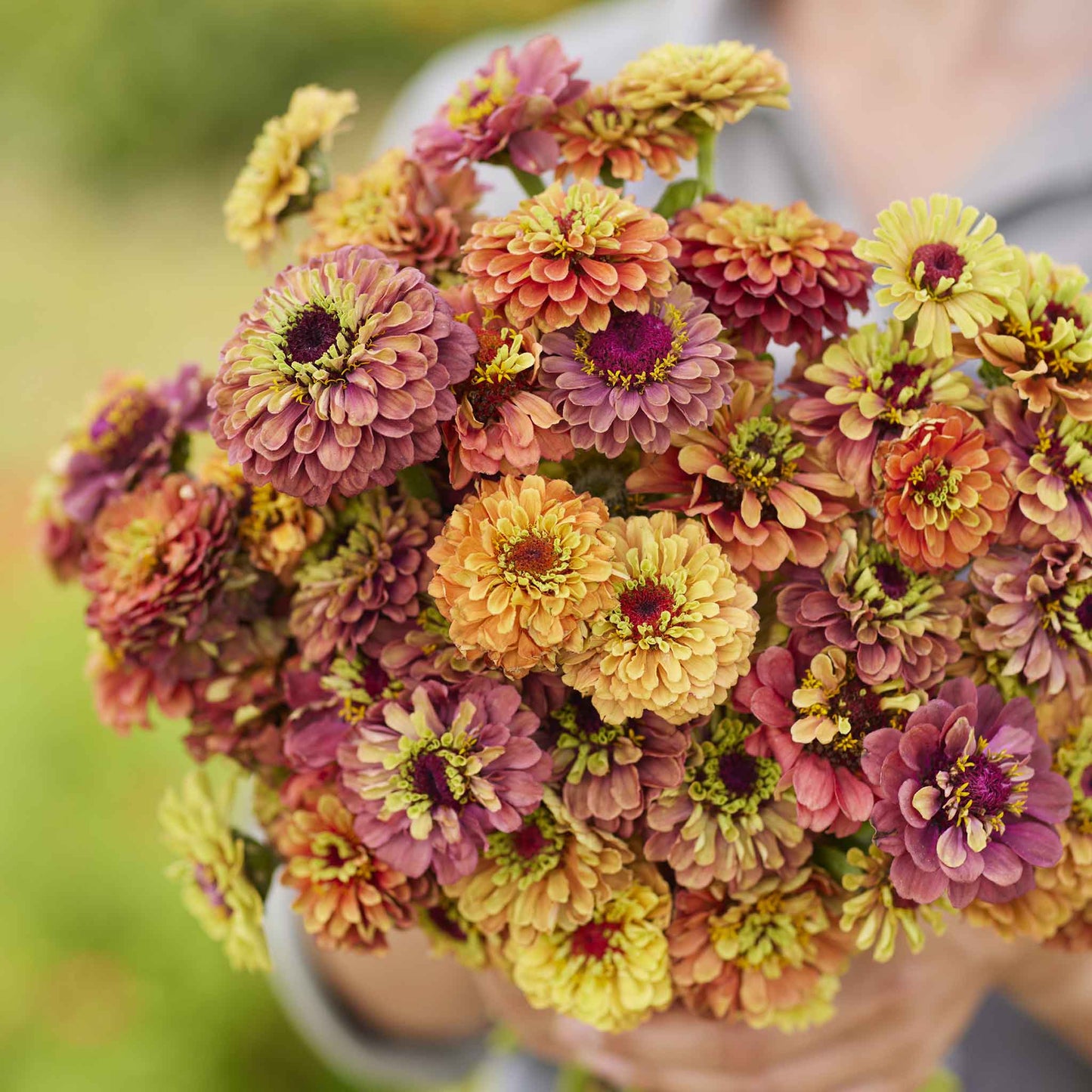 Close-up of zinnia queeny lime mix in soft green-yellow tones on a garden backdrop