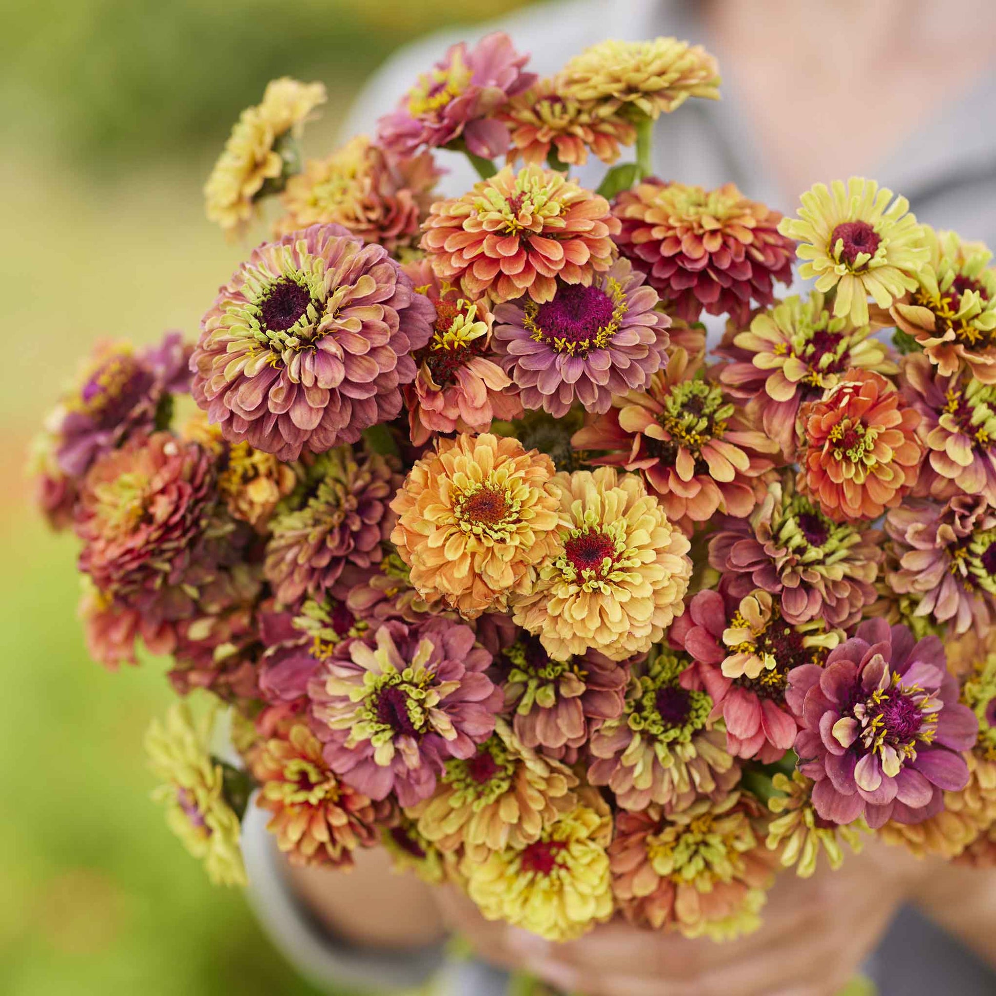 Close-up of zinnia queeny lime mix in soft green-yellow tones on a garden backdrop