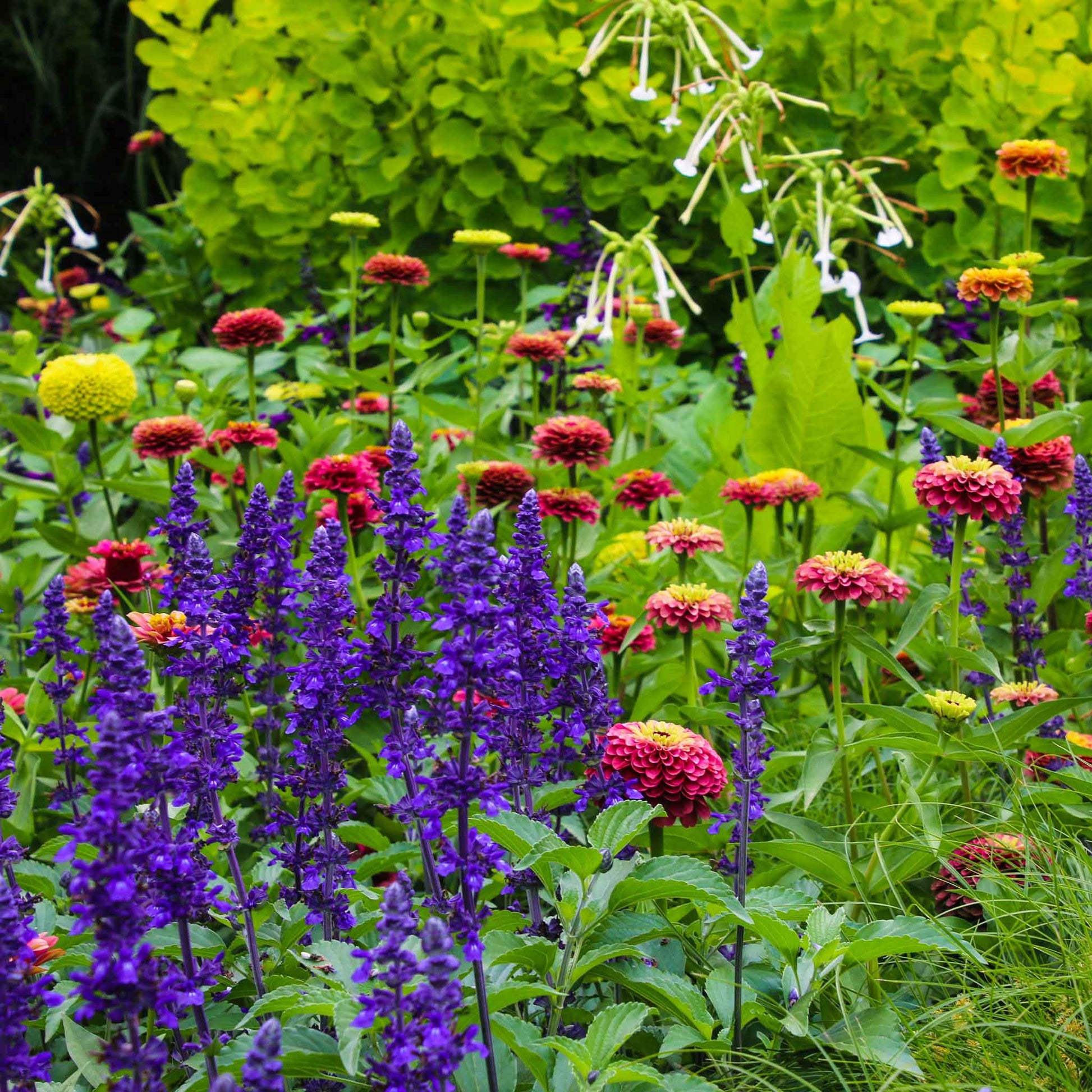 Zinnia queeny lime mix flowers in chartreuse green on a natural outdoor backdrop