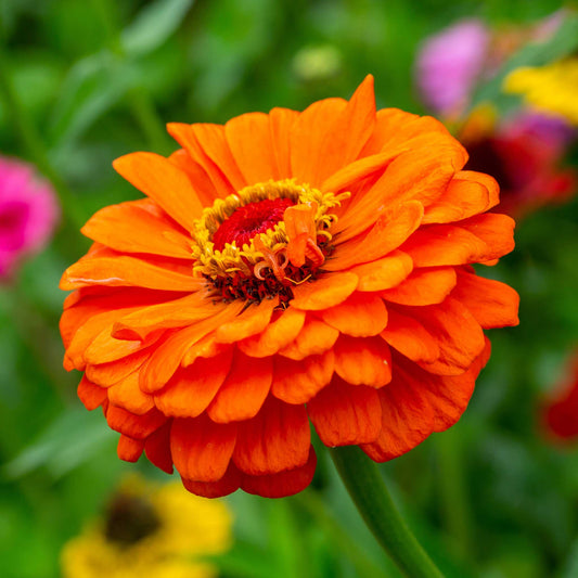 Detailed Zinnia Queeny Pure Orange bloom showing orange and yellow coloring against a soft garden background.