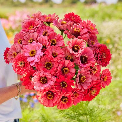 A bouquet of salmon queen Zinnia flowers with prominent centers, likely freshly cut from a garden.
